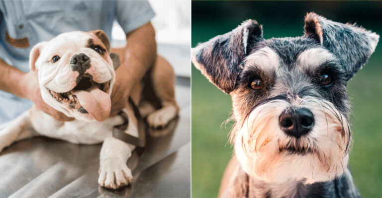 The 10 Most Expensive Dog Breeds To Insure In New York
