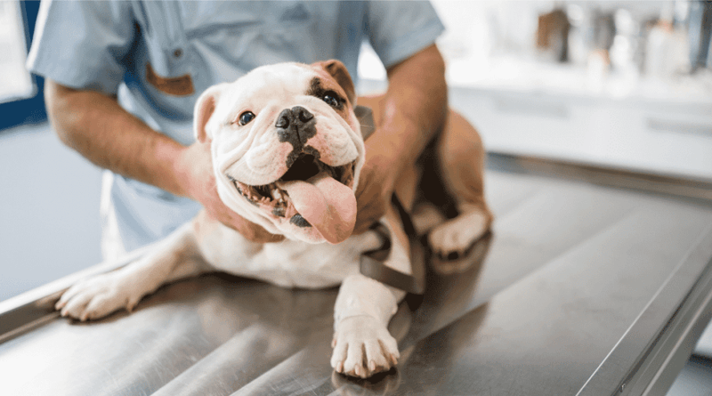English Bulldog