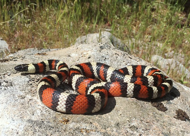 California Mountain Kingsnake: Nature's Warning Sign
