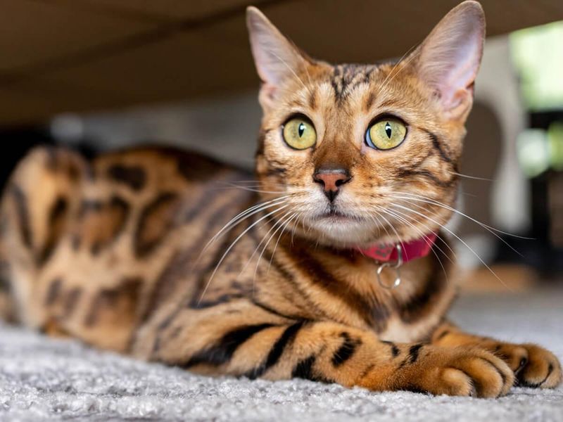 Bengal: Wild Looks, Wild Premiums