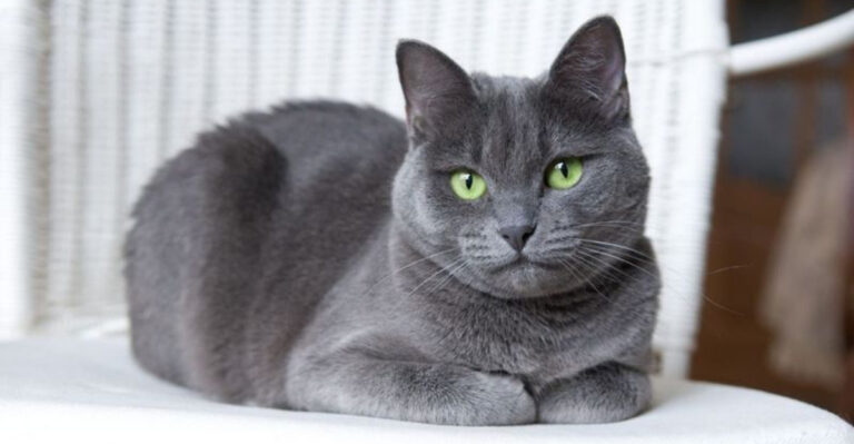 The 12 Priciest Cat Breeds To Insure In California
