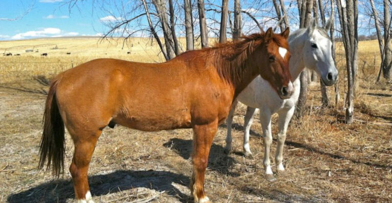 The 20 Most Gorgeous Horse Breeds Galloping Across California Ranches