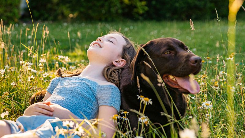 Labrador Retriever: America's Faithful Companion