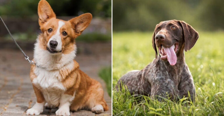 The 20 Most Loved Dog Breeds In The United States