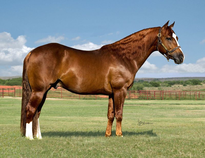 American Quarter Horse: The California Cowboy's Trusty Sidekick