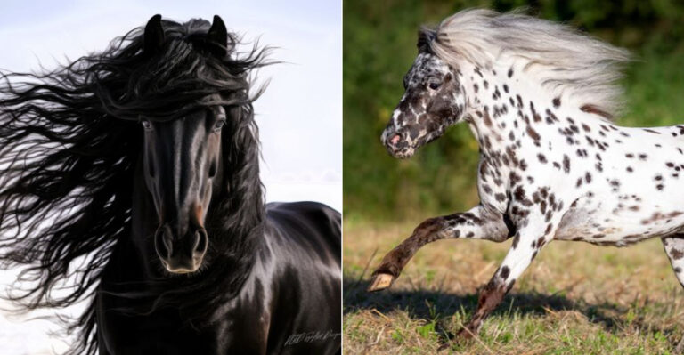 The 22 Most Spectacular Horse Breeds Spanning California Ranches