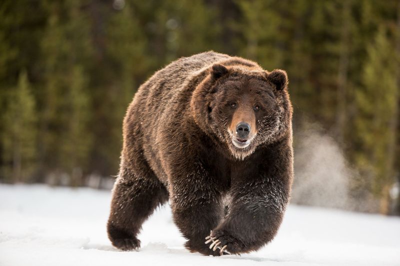Grizzly Bears: Masters Of The Wilderness