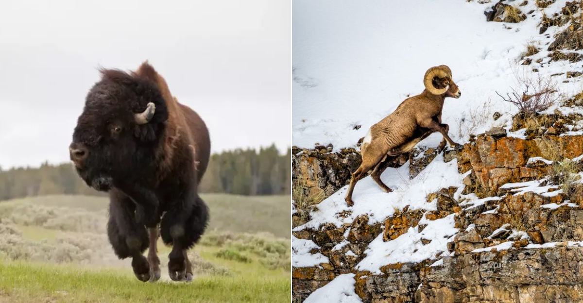 The 6 Most Intriguing Animals Roaming Yellowstone National Park, Wyoming