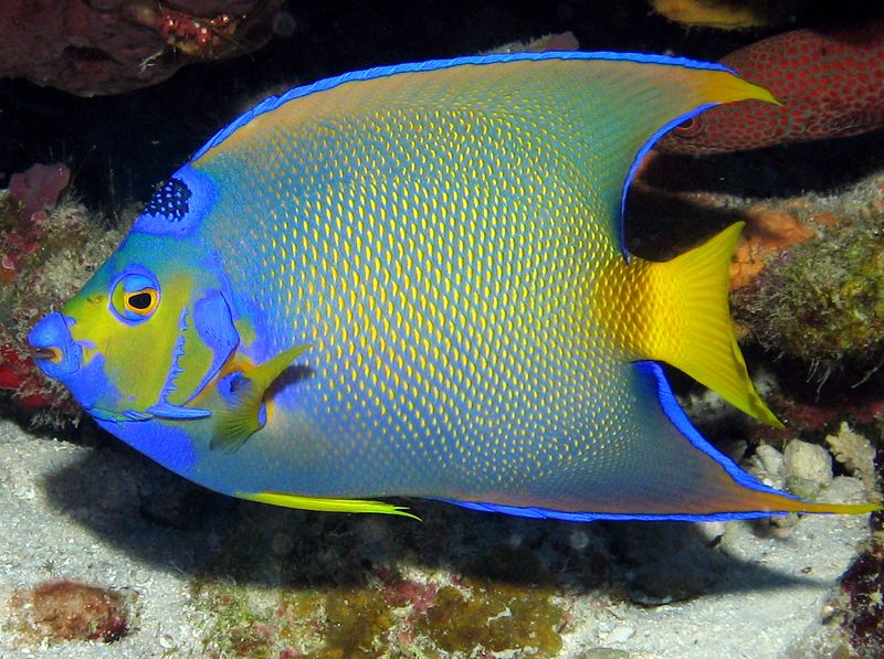 The Colorful Reef Dweller: Queen Angelfish