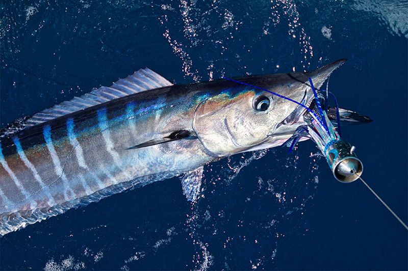 The Speedy Predator: Wahoo