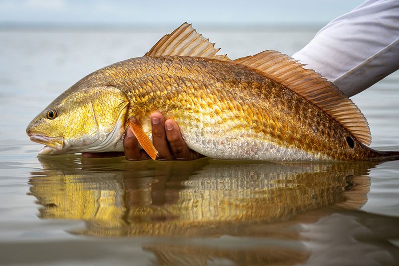 The Redfish: Florida's Copper Bruiser