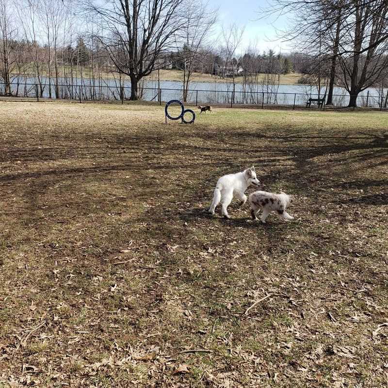 Boone County Dog Park: River-View Romping Grounds