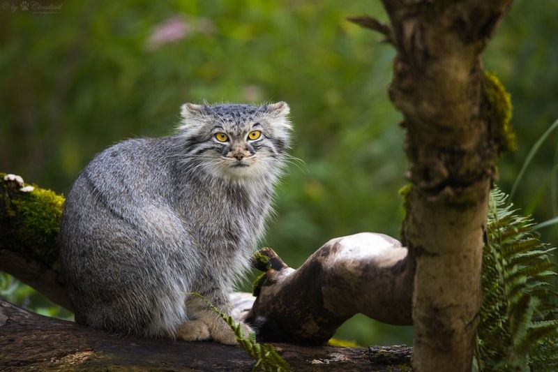 California Has Laws To Protect Wild Cats