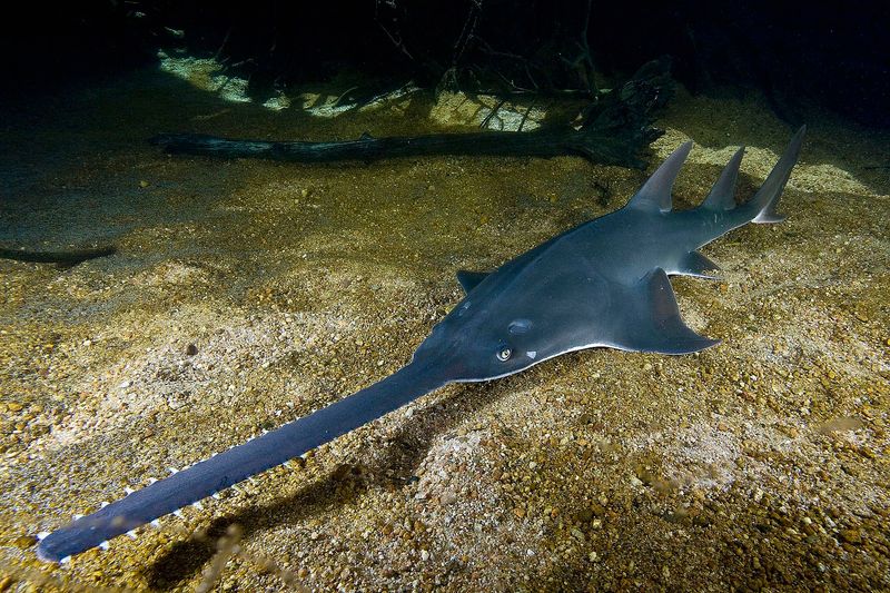 The Sword-Nosed Hunter: Sawfish
