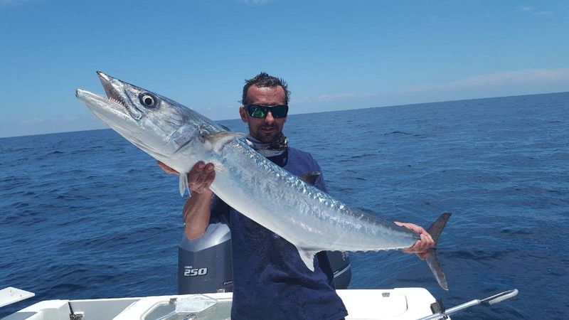 The Toothy Torpedo: Kingfish