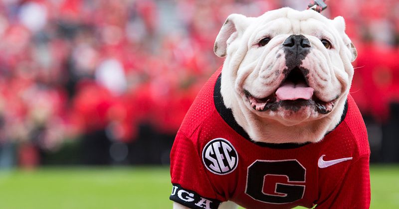 The Mighty Bulldog