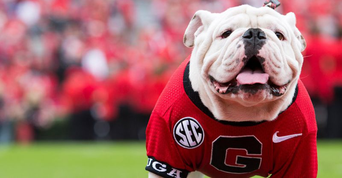 The Bulldog: Georgia’s Game-Day Icon & 9 Other Popular Breeds In The State
