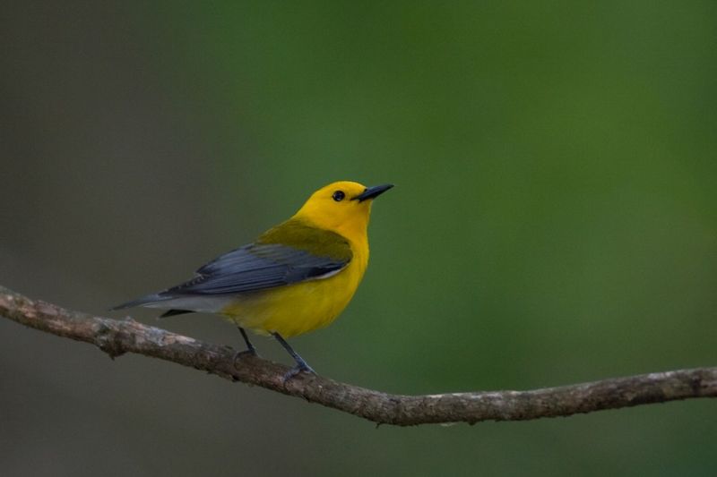 Golden Swamp Jewel: Prothonotary Warbler