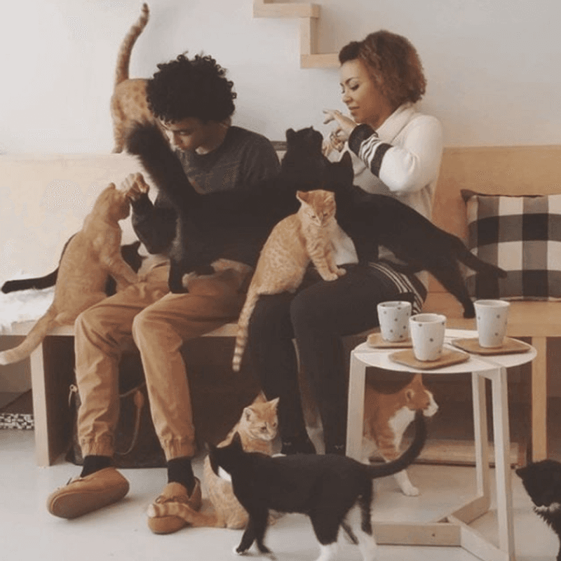 KitTea Cat Lounge & Café – San Francisco
