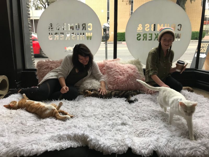 Crumbs & Whiskers – Los Angeles