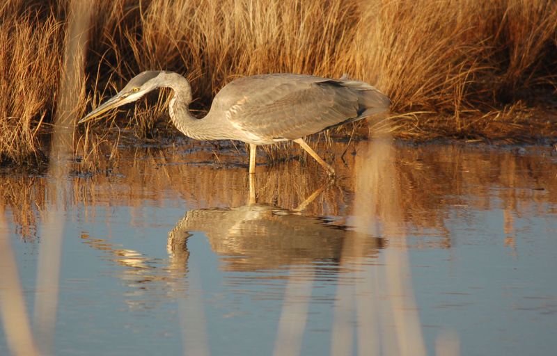 The Patient Fisher: Great Blue Heron