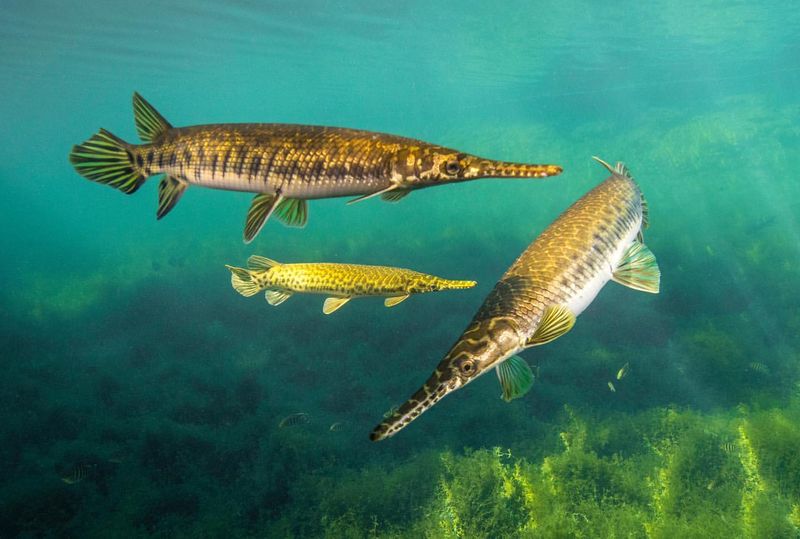 The Mysterious Dweller: Florida Gar