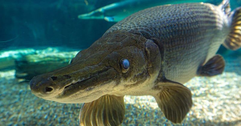 The Ancient Hunter: Alligator Gar