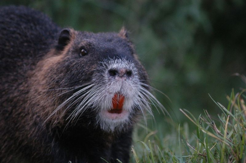 The Invasive Rodent: Nutria