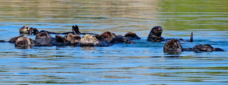 Where to Spot Them: Otter Hotspots Along the California Coast