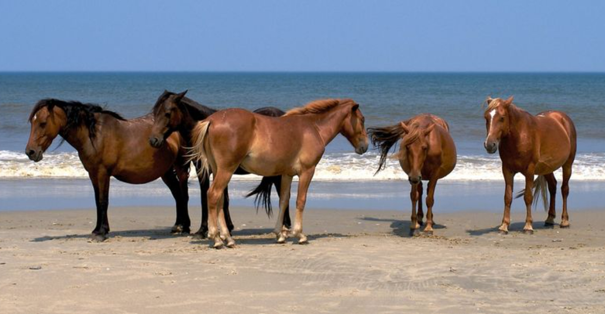The Corolla Herd Of Wild Horses In North Carolina Is Truly One Of A Kind, This Is Why