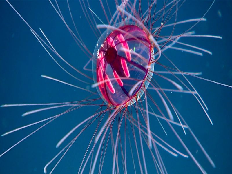 The Underwater Firework: Crossota millsae