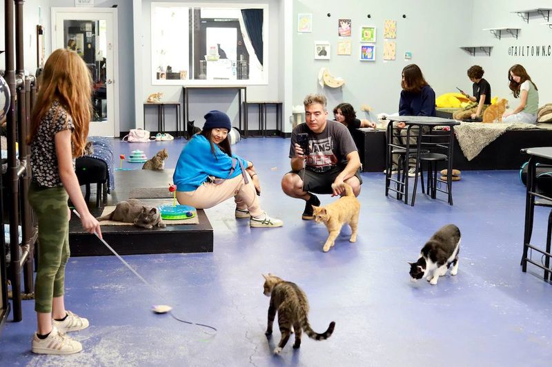 Tail Town Cat Café – Pasadena