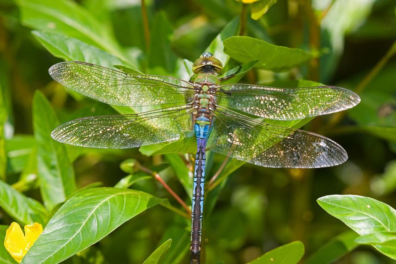 Common Green Darner: The Migratory Marvel