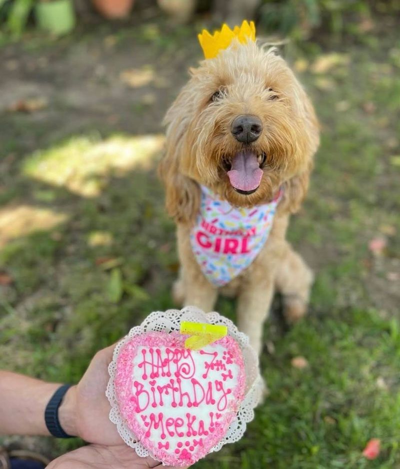 Paw Patch Pastries & Pet Boutique: Sacramento's Sweetest Spot