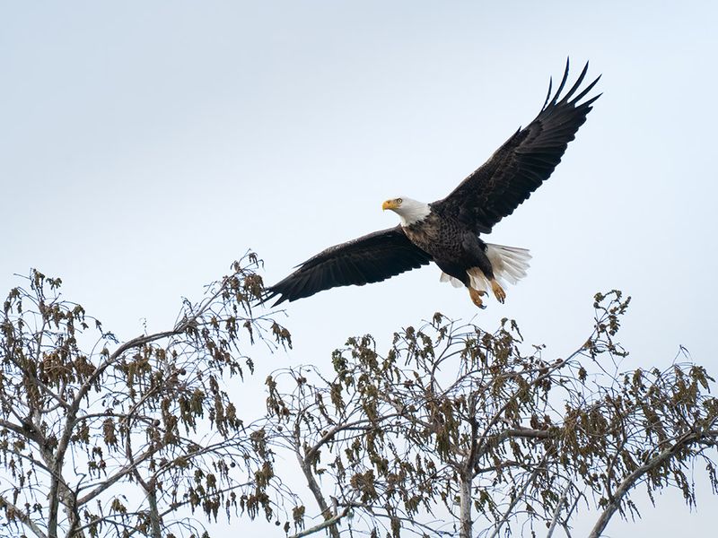 The National Symbol: Bald Eagle