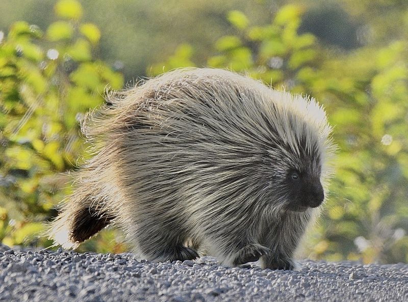 Prickly Residents: North American Porcupines