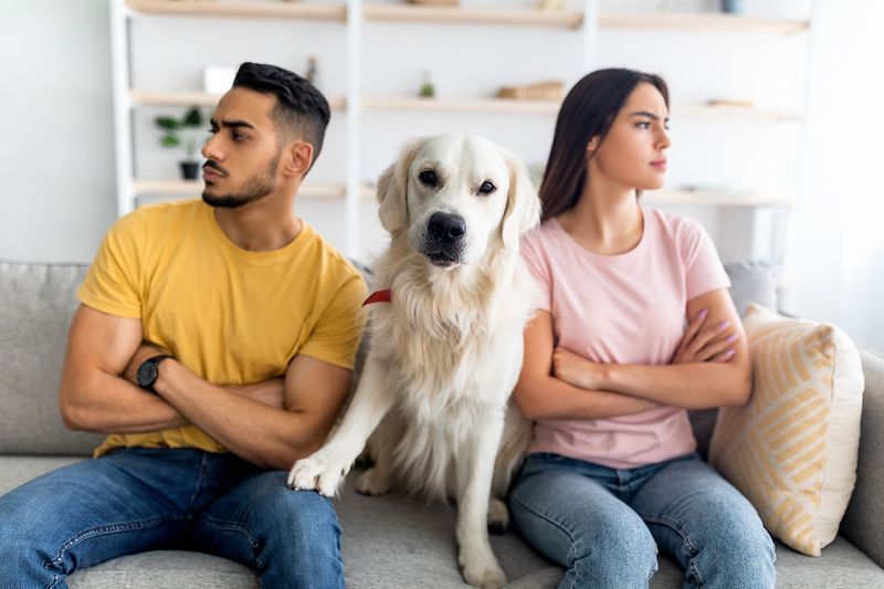 Pet Custody In Divorce