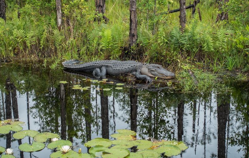 Apex Predators Keeping Georgia's Waters Balanced