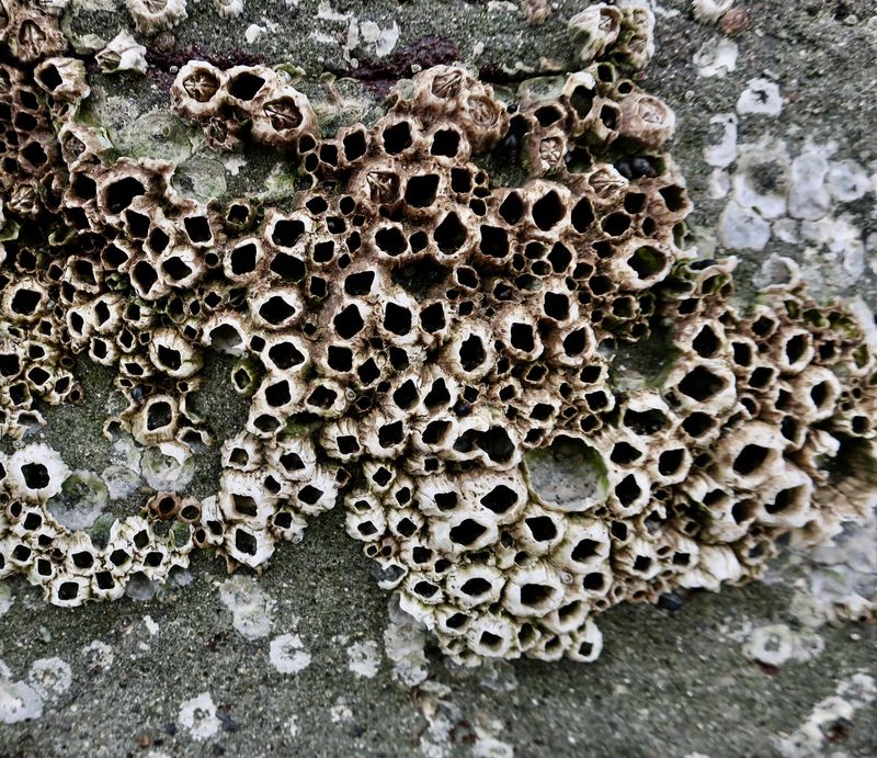 Sticky Little Architects: Barnacles