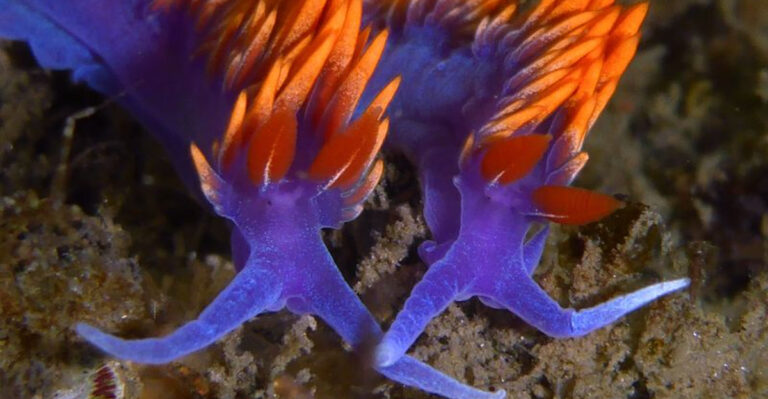 The Fascinating Coastal Creatures Of Oregon At Low Tide