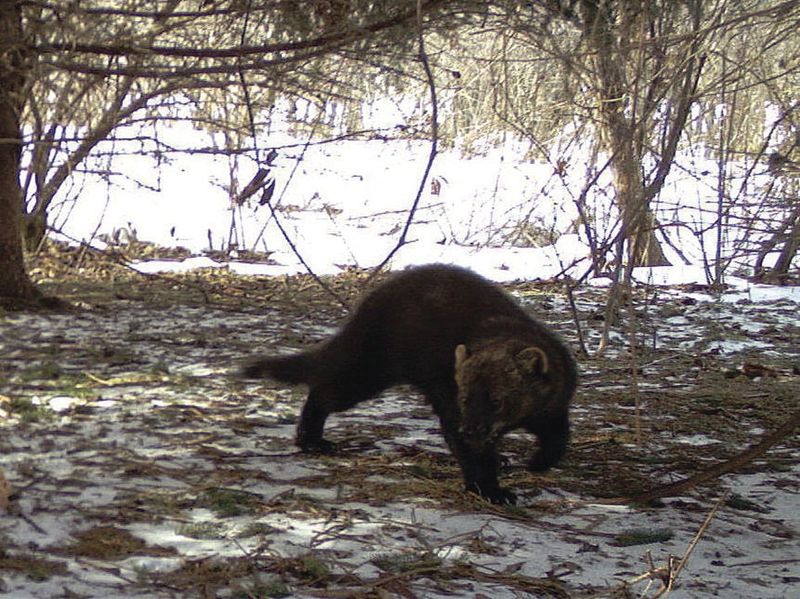 How You Can Help Protect The Fisher And Its Habitat