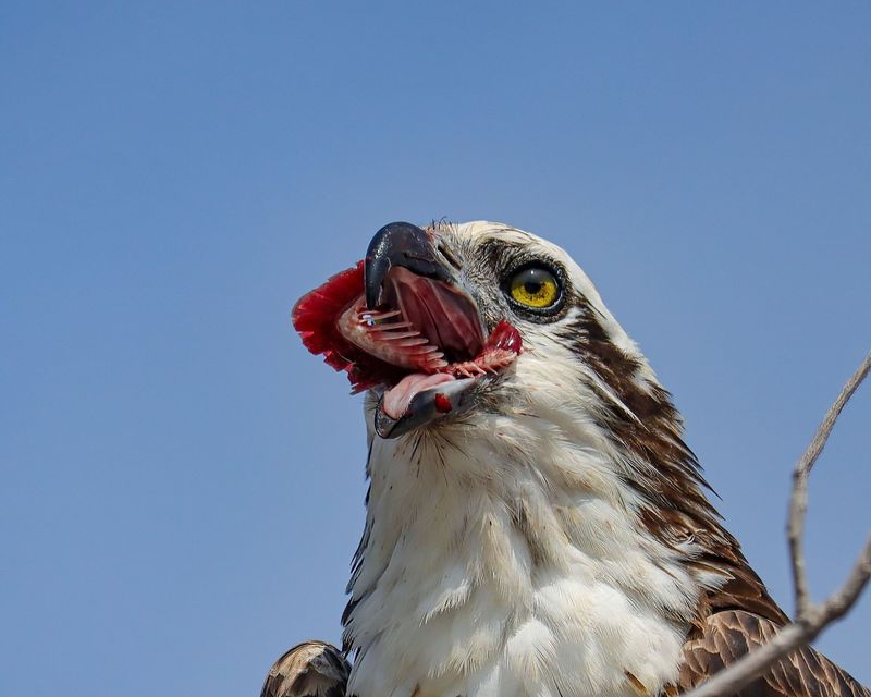 Sky Hunters: Spotting Ospreys And Bald Eagles