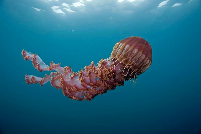 The Crimson Giant: Black Sea Nettle
