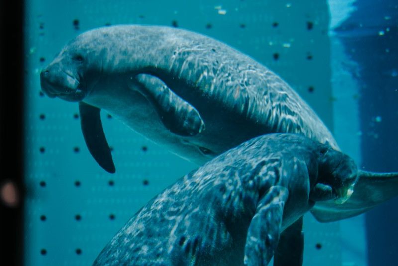 Clearwater Marine Aquarium (Clearwater)