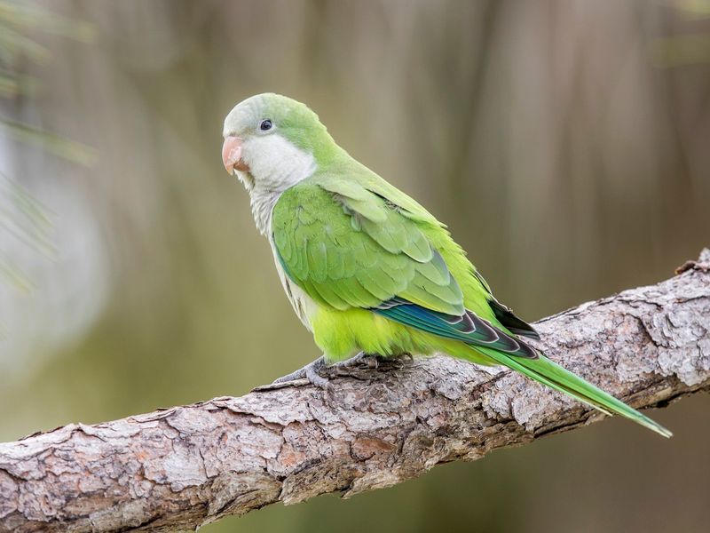 Monk Parakeet Ban