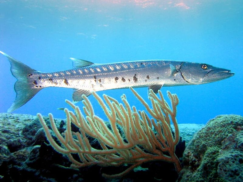 The Lightning-Fast Hunter: Barracuda