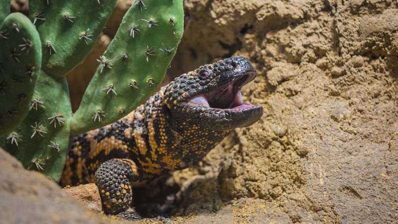 A Venomous Giant of the American Southwest