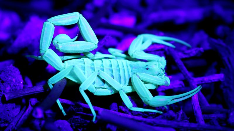 Arizona Bark Scorpions