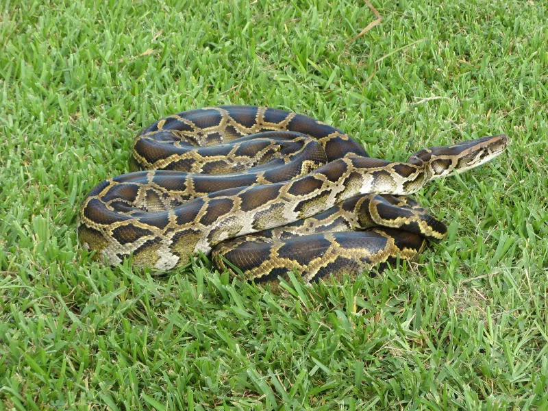 Impact on Local Wildlife