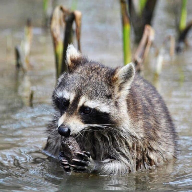 The Masked Bandit: Raccoon